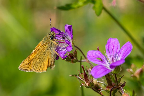 How do you plan a UK garden that attracts pollinators and supports biodiversity?