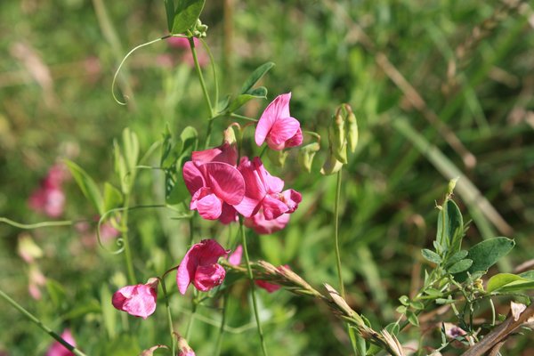 What Are the Best Practices for Growing Sweet Peas in the UK's Variable Climate?