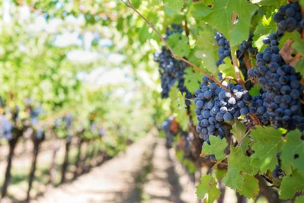 What Are the Key Considerations for Starting a Small-Scale Vineyard in the UK?