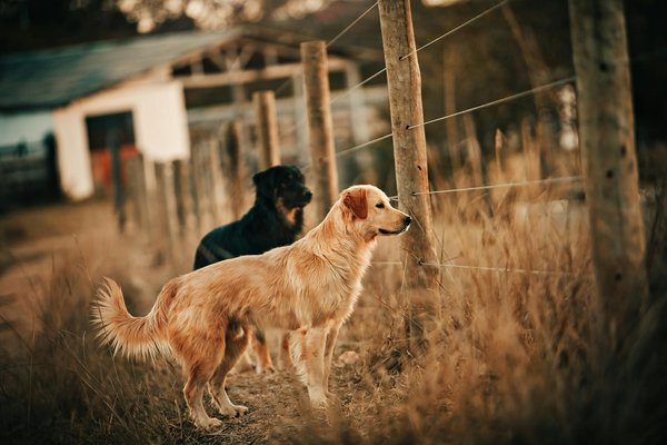 How to choose the right type of fencing for a property with pets in Bristol?