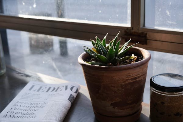 Farmingdale observer: essential tips for your indoor plants